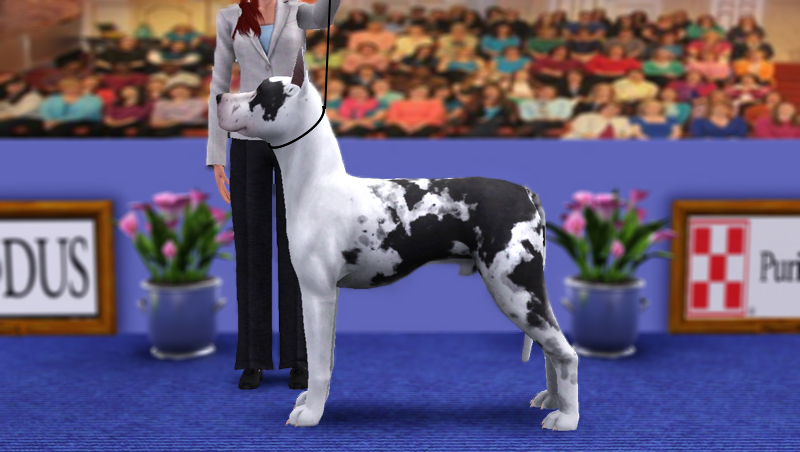 4th Official Skc All Breed Sims Kennel Club